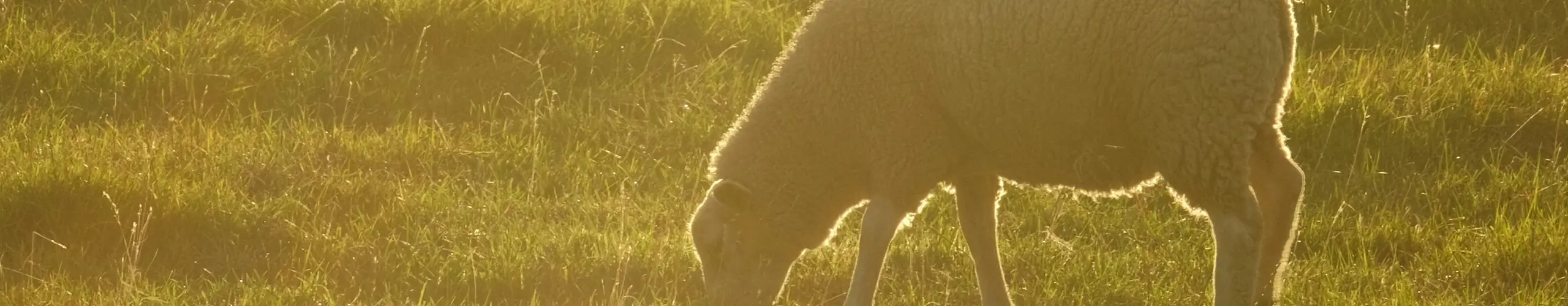 sheep
